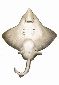 Historical Fish Species Prints: Dipturus intermedia, or Flapper Skate