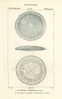 Disc jellyfish species, Eudora ondulosa disopra Disc jellyfish species, Eudora ondulosa disopra