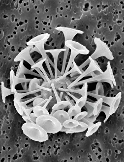 Discosphaera tubifera, coccolithophore Discosphaera tubifera, coccolithophore