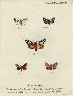 Discrete chaperon and tiger moths Discrete chaperon and tiger moths