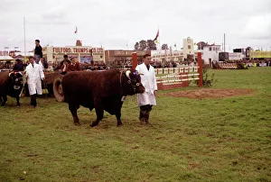 Display of cattle at annual County Show, Devon Display of cattle at annual County Show, Devon