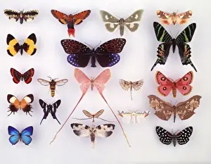 Lepidoptera Collection Prints: Display of lepidoptera, illustrating variation