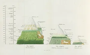 Distributions of plants at various altitudes Distributions of plants at various altitudes
