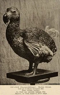 Dodo at The African Museum of the Island of Aix Dodo at The African Museum of the Island of Aix