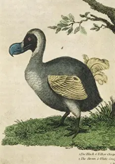 Prints of The dodo, in profile Columbiformes Prints: Dodo Print in Profile