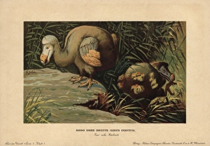 Dodo, Didus ineptus or Raphus cucullatus Dodo, Didus ineptus or Raphus cucullatus