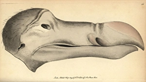 Dodo head, Raphus cucullatus, Didus ineptus Dodo head, Raphus cucullatus, Didus ineptus