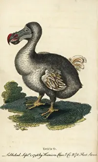 E Prints: Handcolored Copperplate Print of Dodo, 1800