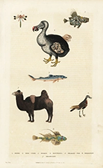 Dodo, Raphus cucullatus, with camel, dragonfly and dogfish Dodo, Raphus cucullatus, with camel, dragonfly and dogfish
