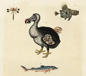 Prints of Dodo, Raphus cucullatus, extinct.. Handcolored copperplate engraving from William Frederic Martyns New Dictionary of Natural History, Harrison, London, 1785 Allies Prints: Handcolored Copperplate Print of the Extinct Dodo, 1785
