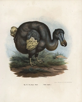 Dodo, Raphus cucullatus, extinct bird Dodo, Raphus cucullatus, extinct bird
