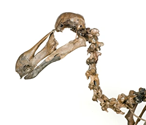 Dodo skeleton, Raphus cucullatus Dodo skeleton, Raphus cucullatus