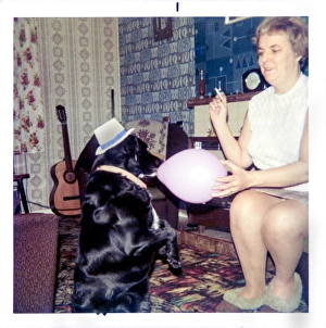 Dog with a hat and balloon in a 1970s living room Dog with a hat and balloon in a 1970s living room