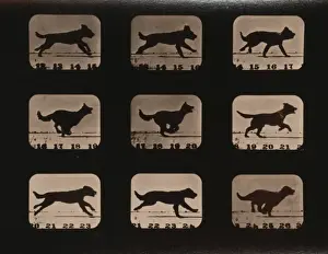 Canine Photography Prints: Dog, running
