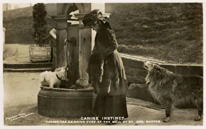 Doggies take the drinking cure at St Anns Well, Buxton Doggies take the drinking cure at St Anns Well, Buxton