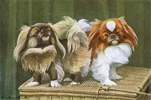 20th Century Print: Two Pekingese Dogs on a Basket