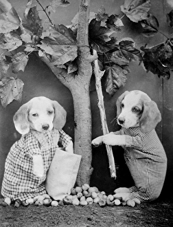 Dogs under Fruit Tree Dogs under Fruit Tree