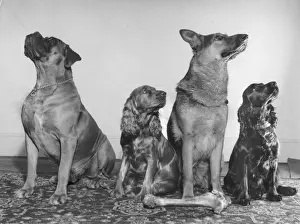 Retro Animal Images Prints: Four dogs looking up