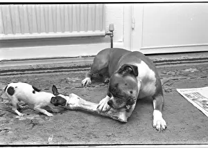 Print of Two Dogs Sharing a Large Bone