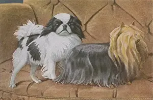 20th Century Print: Two Dogs on a Sofa