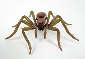 Dolomedes fimbriatus, great raft spider model Dolomedes fimbriatus, great raft spider model