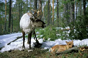 Domestic female Reindeer with newborn calf Domestic female Reindeer with newborn calf