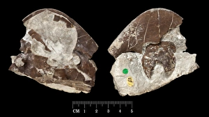 Dorsal & Ventral Isotelus platycephalus Dorsal & Ventral Isotelus platycephalus