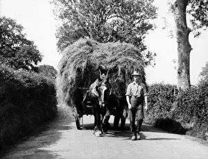 Prints of A farmer leading a horse-drawn hay cart (or hay wain) in a country lane in Dorset, England. Date: early 1940s Dorset Prints: Early 1940s Dorset Hay Wain Print