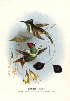 Dot-eared coquette, Lophornis gouldii Dot-eared coquette, Lophornis gouldii