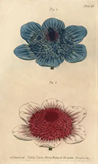 Double blue anemone and double anemone varieties Double blue anemone and double anemone varieties