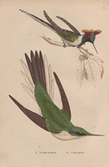 Double-crested, Trochilus cornutus, and green Double-crested, Trochilus cornutus, and green
