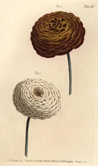 Double ranunculus varieties, Persian buttercup Double ranunculus varieties, Persian buttercup