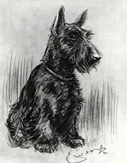 New images august 2021/dougal prince henrys scottish terrier New images august 2021/dougal prince henrys scottish terrier