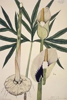 Dracontium sp. Print, Plate 1119, Botanical Illustration