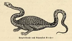 Dragon (Kircher) Print: Two-Legged Non-Flying Dragon Illustration