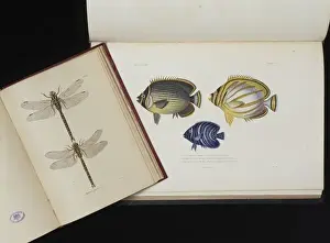 Animal Artwork For Sale Prints: Dragonflies and Fish