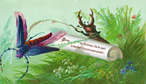 Dragonfly and beetle on a Christmas card Dragonfly and beetle on a Christmas card
