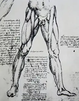 Leonardo Da Vinci Prints: Leonardo da Vinci's The Muscles of the legs Print