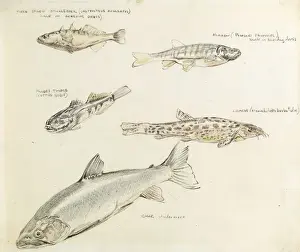 Raymond Sheppard Artwork Prints: Drawing of various fish