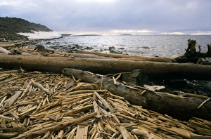 Driftwood - accumulating in Yenisey-river gulf Driftwood - accumulating in Yenisey-river gulf