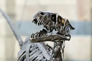 Natural History Museum Exhibit Prints: Dromaeosaurus albertensis