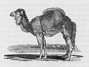 Arabian Camel Images Prints: Dromedary (Bewick)
