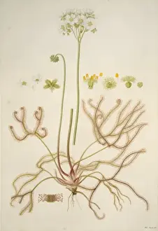 Australian Botanical Drawings Prints: Drosera binata, forked sundew
