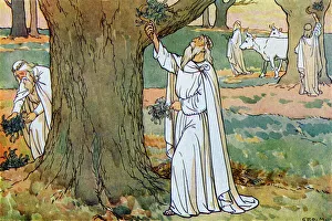 Druids (ancient Priests) collect mistletoe Druids (ancient Priests) collect mistletoe