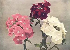 Vintage Floral Artwork Prints: Drummonds Phlox