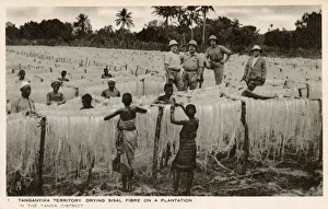 Drying Sisal Fibre on a Plantation - Tanzania, East Africa Drying Sisal Fibre on a Plantation - Tanzania, East Africa