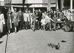Duck and ducklings wandering through town in Denmark Duck and ducklings wandering through town in Denmark