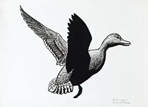 Raymond Sheppard Prints: Duck in flight
