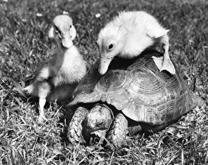Funny Pet Pictures Prints: Ducklings and Tortoise