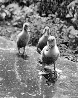 Unusual Pet Photos Prints: Three ducklings on a wet path